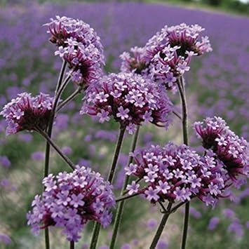 Purple Verbena Bonariensis Flower seeds for Planting - Seasonal Bloomer, Heirloom & GMO Free Seeds for Home Garden
 
 Sale for planting in home garden.