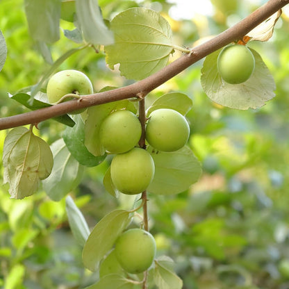Jujube Fruit Seeds