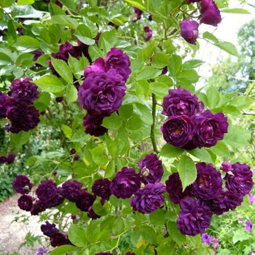 Purple Climbing Rose Flower Seeds