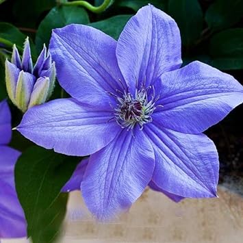 Sky Blue Clematis Hybridas Flower seeds for Planting - Garden Favorite, Heirloom & GMO Free Seeds for Home Garden
 
 Sale for planting in home garden