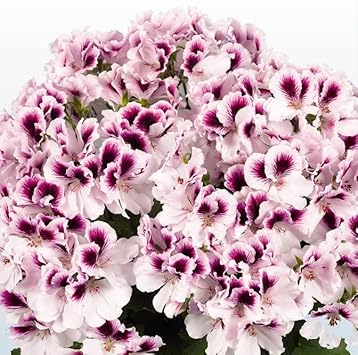 Geranium Purple White Flower seeds for Planting - Vibrant Colors, Heirloom & GMO Free Seeds for Home Garden
 
 Sale for planting in home garden