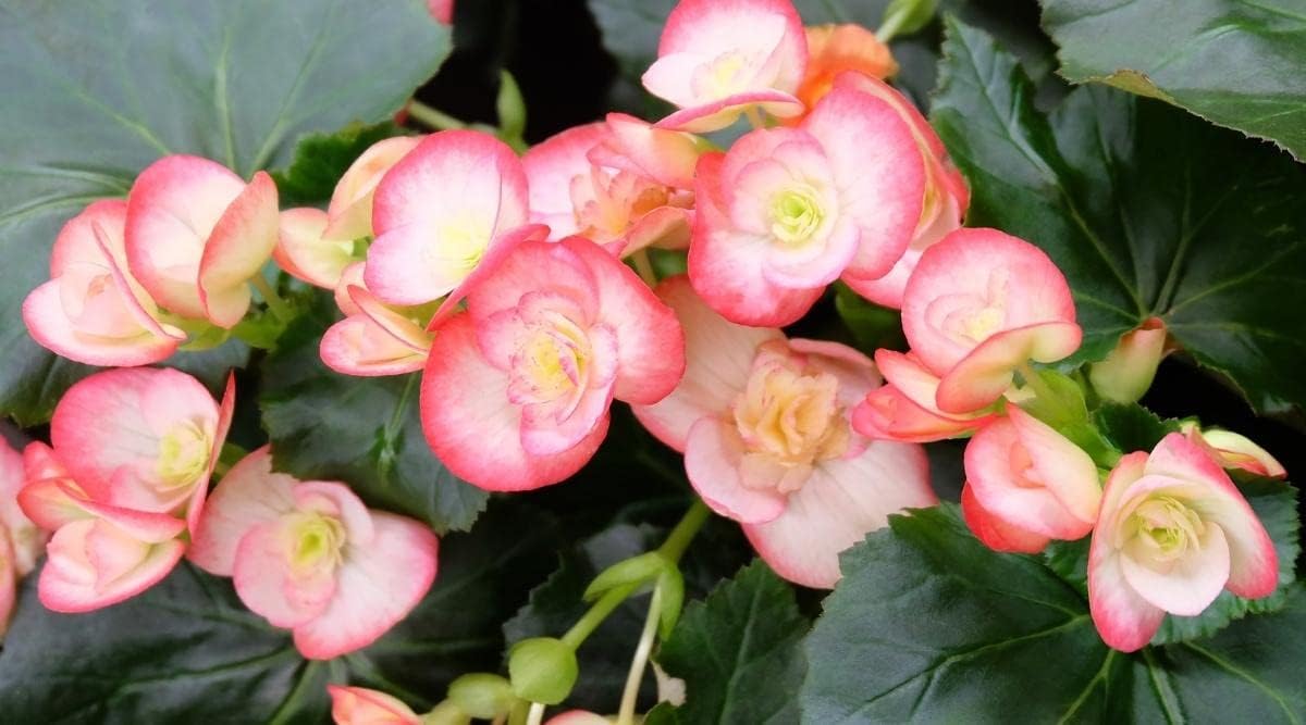 Red White Begonia Flower seeds for Planting - Fragrant Blossoms, Heirloom & GMO Free Seeds for Home Garden
 
 Sale for planting in home garden