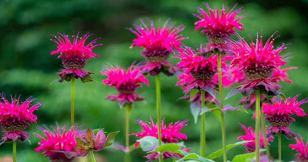 Purple Bergamot Flower seeds for Planting - Garden Favorite, Heirloom & GMO Free Seeds for Home Garden