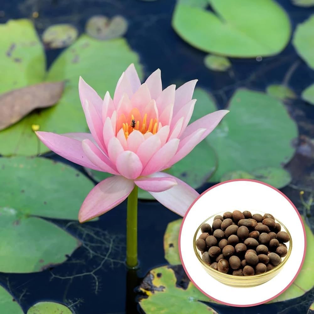 white lily flower seeds White Water Lily (Nymphaea alba) Flower Seeds for Planting – Heirloom, – Pure Asia Seeds