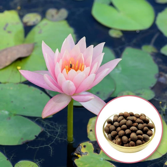 Lotus Root Flower Seeds