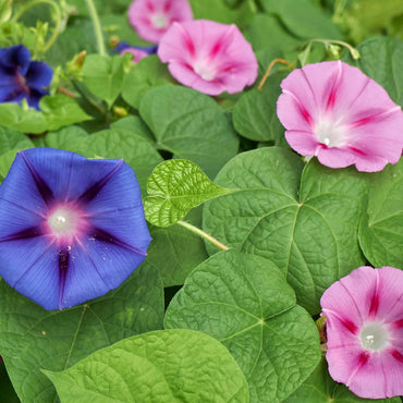 Morning Glory Ipomoea Purpurea Flower Seeds