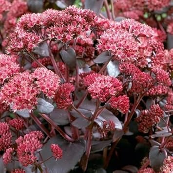 Pink Telephium Flower seeds for Planting - Garden Favorite, Heirloom & GMO Free Seeds for Home Garden
 
 Sale for planting in home garden.