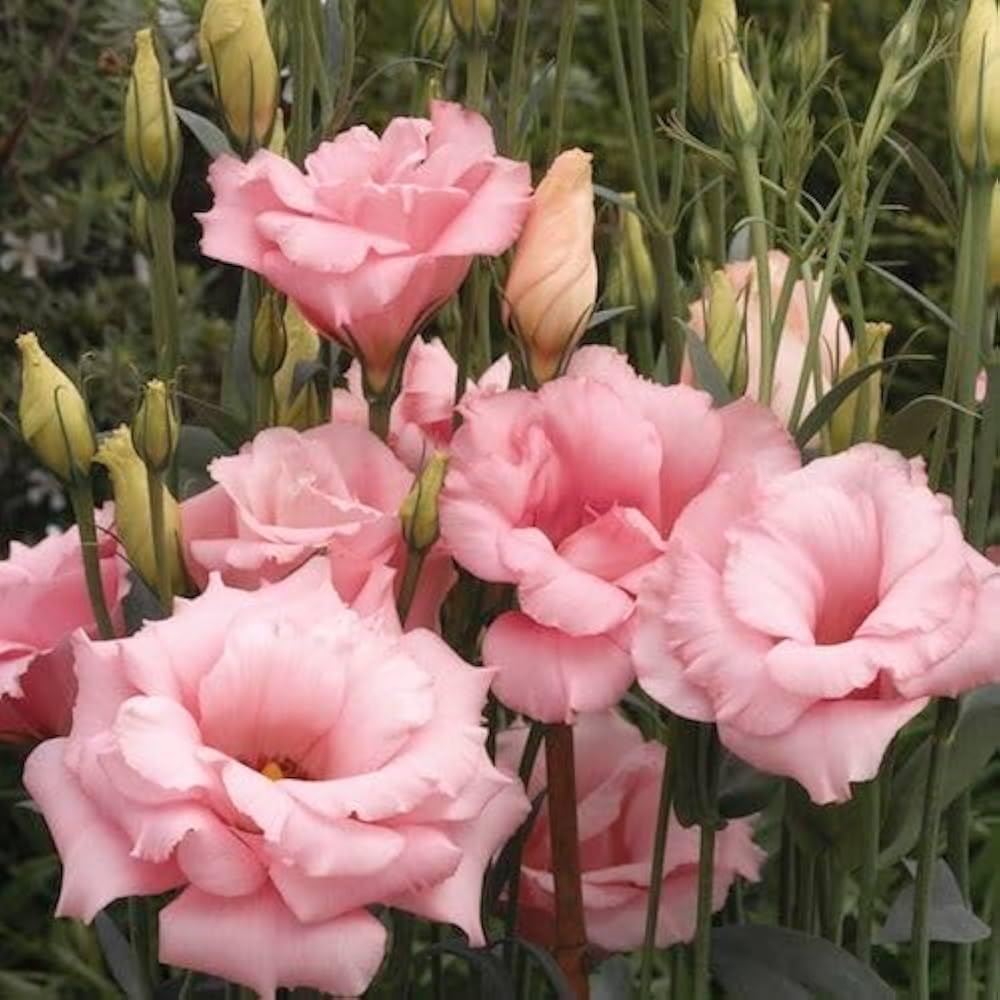 Semillas de flor Eustoma Picotte rosa (Lisianthus) para plantar - Flores brillantes, semillas tradicionales y libres de organismos modificados genéticamente para jardín casero