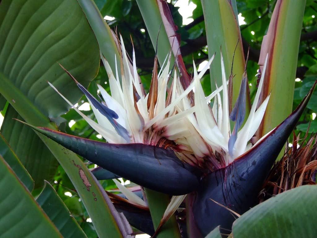 White Strelitzia Reginae House Flower seeds for Planting - Fragrant Blossoms, Heirloom & GMO Free Seeds for Home Garden
 
 Sale for planting in home garden.