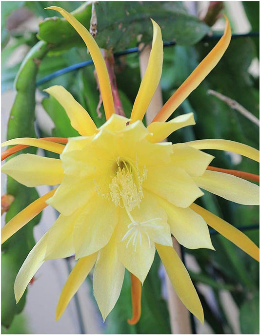 Epiphyllum Orchid Flower seeds for Planting - Pollinator Friendly, Heirloom & GMO Free Seeds for Home Garden
 
 Sale seeds for planting in home garden
