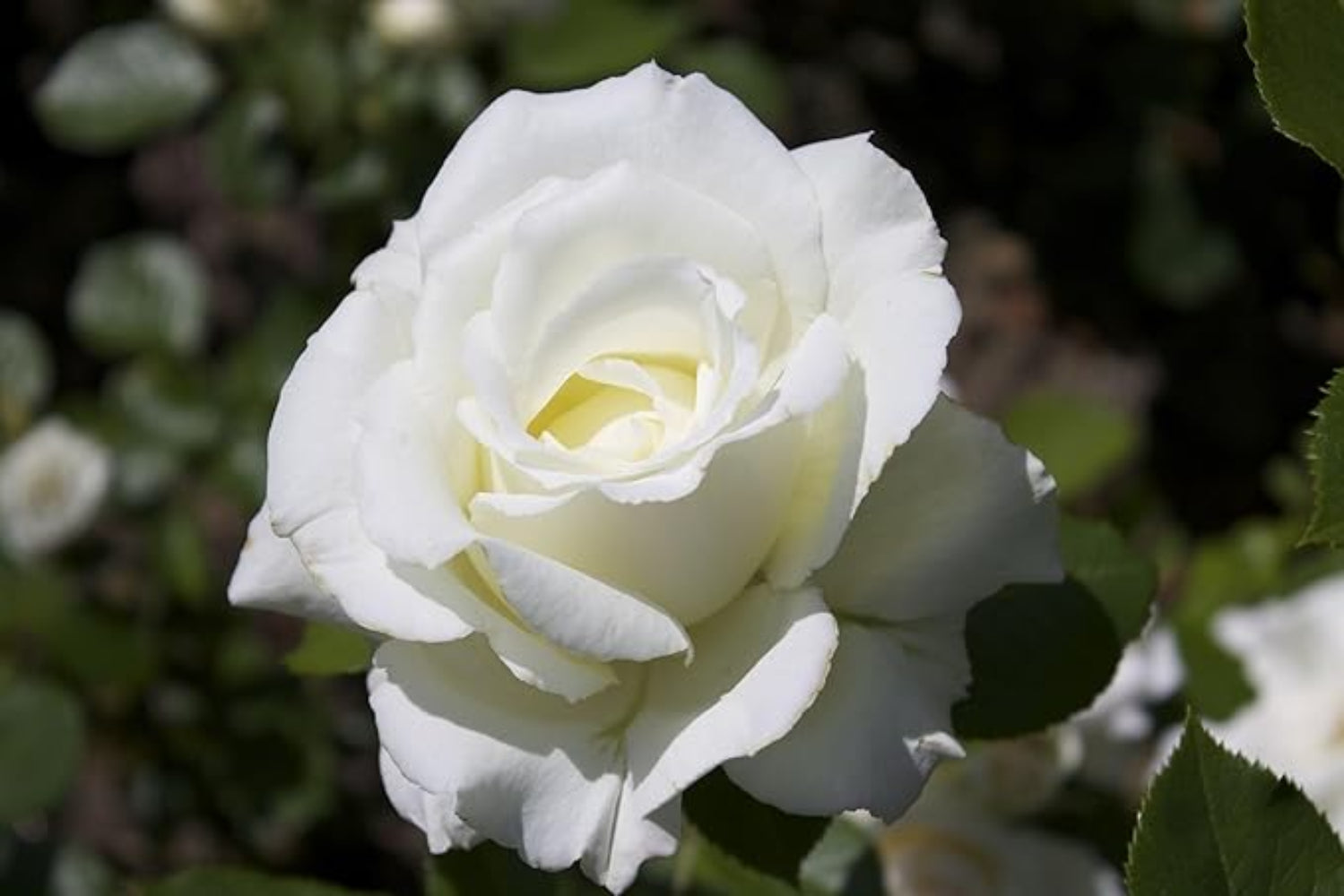 fairy rose seeds Climbing White Fairy Rose – Heirloom, Non-GMO, Easy to Grow, Perennial – Pure Asia Seeds