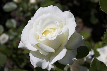 Climbing White Fairy Rose - Delicate White Climbing Rose Bush for Your Garden