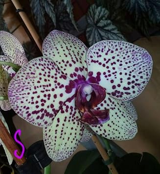 White Violet Butterfly Orchid Flower seeds for Planting - Easy to Grow, Heirloom & GMO Free Seeds for Home Garden
 
 Sale seeds for planting in home garden