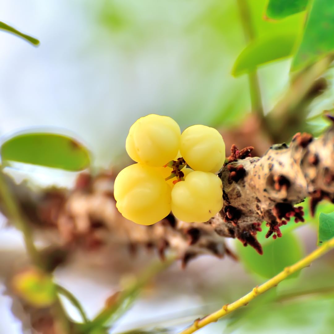 Tahitian Gooseberry Fruit Seeds