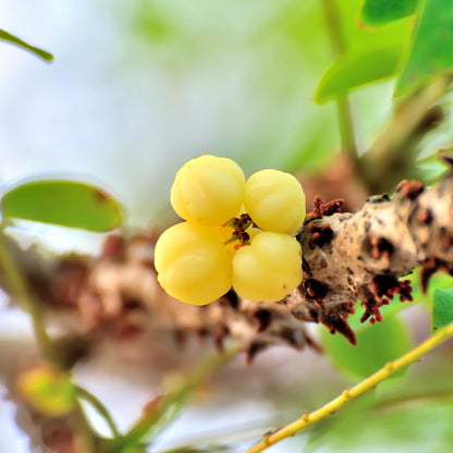 Tahitian Gooseberry Fruit Seeds