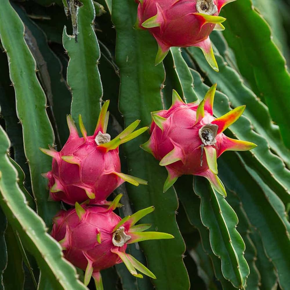 Red Dragon Fruit Seeds