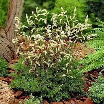 White Aruncus Dioicus Flower seeds for Planting - Seasonal Bloomer, Heirloom & GMO Free Seeds for Home Garden
 
 Sale for planting in home garden