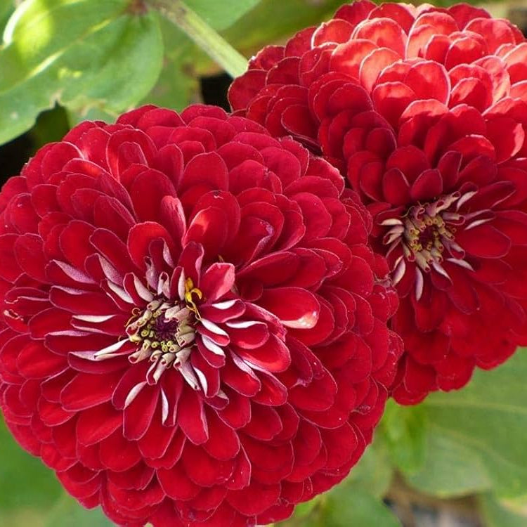 Red Calendula Flower seeds for Planting - Colorful Display, Heirloom & GMO Free Seeds for Home Garden