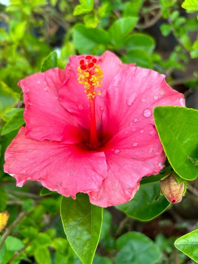Hibiscus Flower seeds for Planting Perfect for Borders Heirloom & GMO Free Seeds for Home Garden 
 
 Sale for planting in home garden