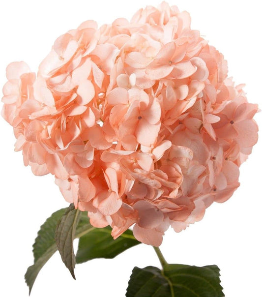 Peach Hydrangea Flower seeds for Planting - Garden Favorite, Heirloom & GMO Free Seeds for Home Garden
 
 Sale for planting in home garden