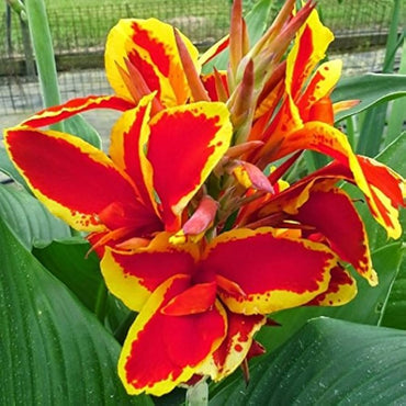 Canna 'Lucifer' Flower Seeds