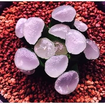 Purple Haworthia Maughanii Flower seeds for Planting - Perfect for Borders, Heirloom & GMO Free Seeds for Home Garden
 
 Sale for planting in home garden