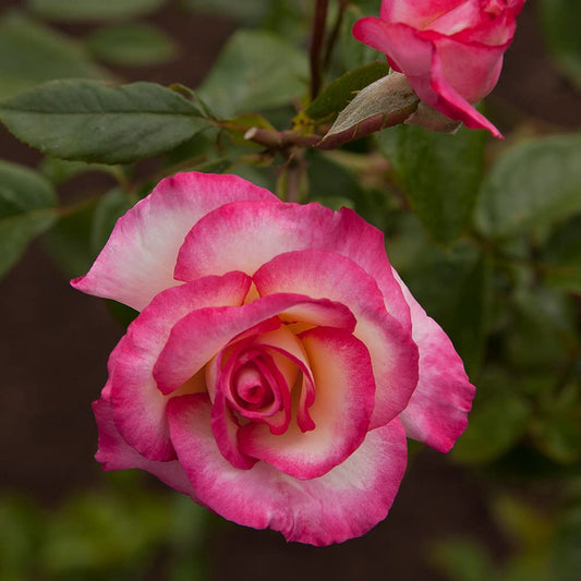Climbing Thomas B. Moore Rose - Vibrant Coral-Red Climbing Rose Bush for Your Garden