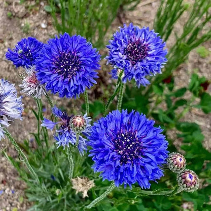 Bachelor Buttons Seeds – Mixed Colors Heirloom Variety