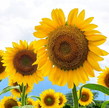 Russian Mammoth Sun flower Seeds