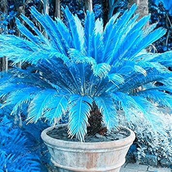 Blue Cycas Flower seeds for Planting - Cottage Garden Essential, Heirloom & GMO Free Seeds for Home Garden
 
 Sale for planting in home garden
