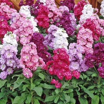 Mixed Matthiola Incana Flower seeds for Planting - Fragrant Blossoms, Heirloom & GMO Free Seeds for Home Garden
 
 Sale seeds for planting in home garden