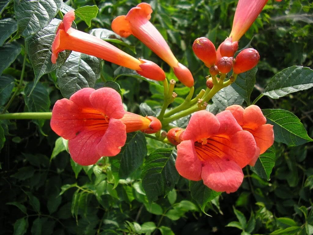 Enredadera Trompetan Flower seeds for Planting - Shade Tolerant, Heirloom & GMO Free Seeds for Home Garden
 
 Sale seeds for planting in home garden