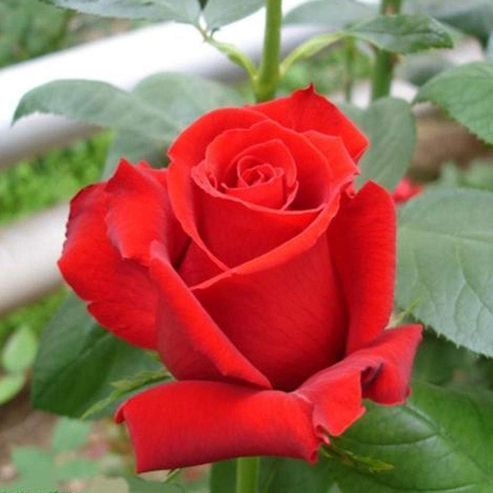 Red Rose Bush Flower Seeds
