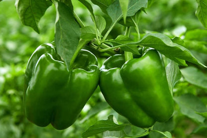 Paprika-Gemüsesamen