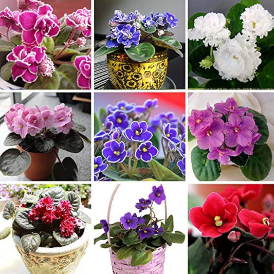 Mixed Color African Violet Flower Seeds