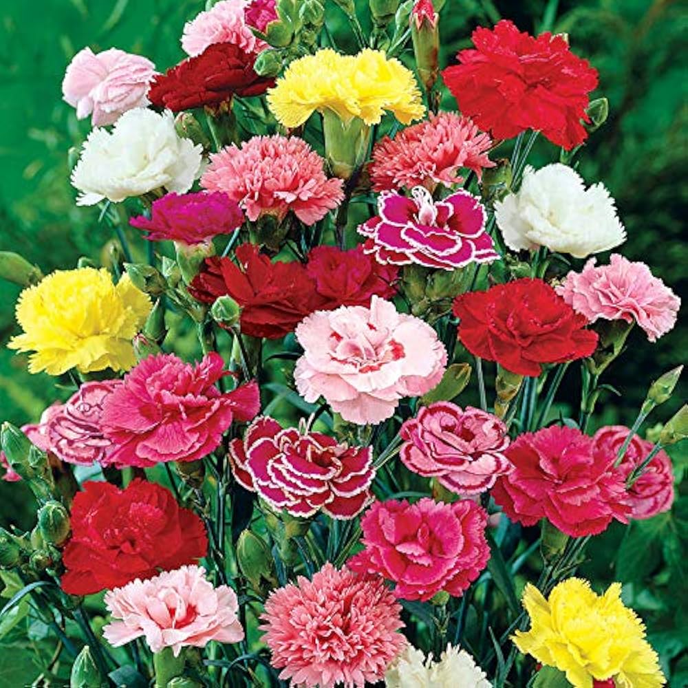 Semillas de flores de clavel