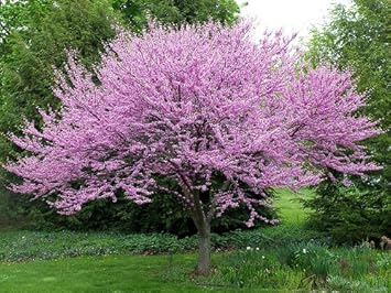 Pink Redbud Flowering Flower seeds for Planting - Drought Tolerant, Heirloom & GMO Free Seeds for Home Garden
 
 Sale for planting in home garden