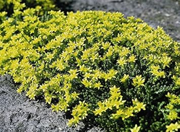 Yellow Sedum Flower seeds for Planting - Fragrant Blossoms, Heirloom & GMO Free Seeds for Home Garden
 
 Sale seeds for planting in home garden