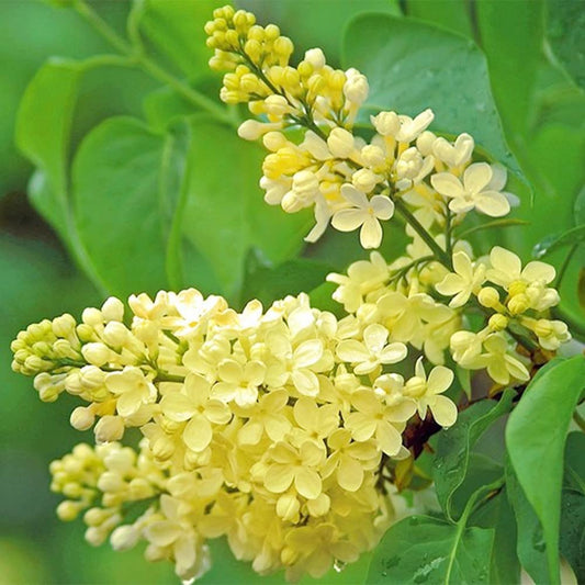 Yellow Lilac Flower Seeds