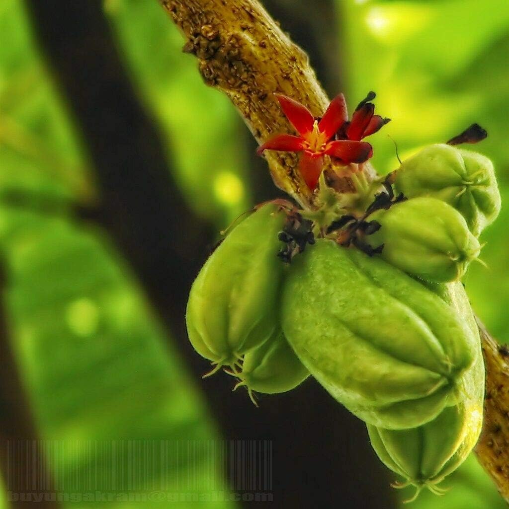Averrhoa Bilimbi  Cucumber Fruit Seeds