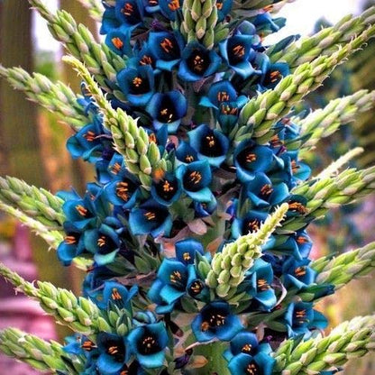 Sapphire Tower Flower Seeds