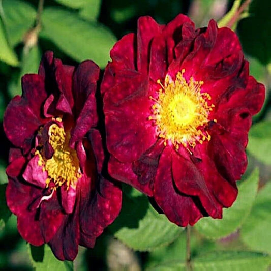 Red Rosa Rugosa Flower Seeds