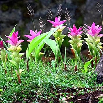 Pink Turmeric Flower seeds for Planting - Pollinator Friendly, Heirloom & GMO Free Seeds for Home Garden
 
 Sale for planting in home garden.