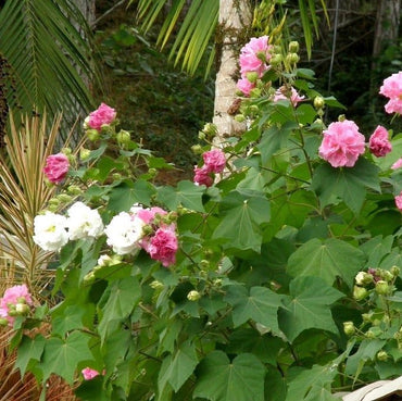 Confederate Rose Flower Seeds