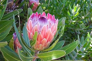 Protea Cynaroides Flower seeds for Planting - Bright Blooms, Heirloom & GMO Free Seeds for Home Garden
 
 Sale for planting in home garden