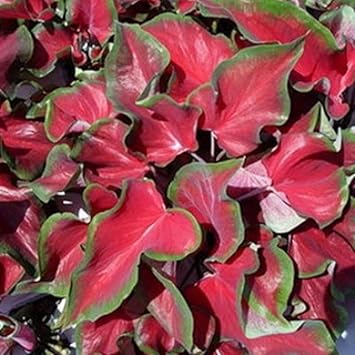 Caladium Flower seeds for Planting Cottage Garden Essential Heirloom & GMO Free Seeds for Home Garden 
 
 Sale for planting in home garden