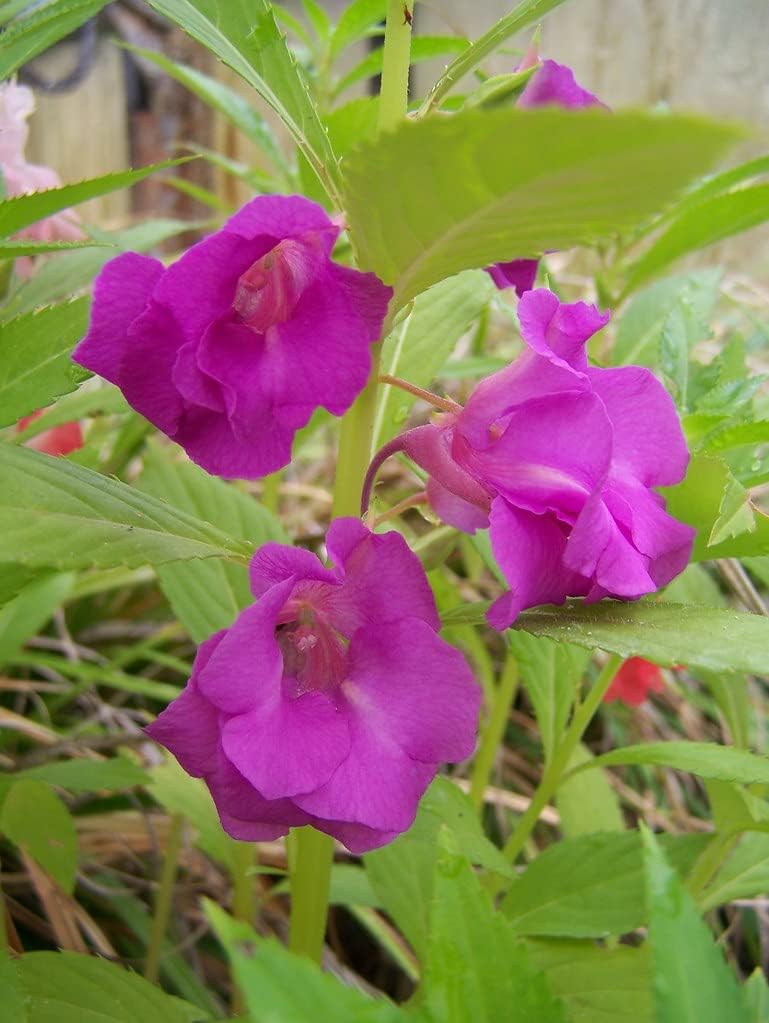 Purple Balsamine Flower seeds for Planting - Drought Tolerant, Heirloom & GMO Free Seeds for Home Garden
 
 Sale for planting in home garden.