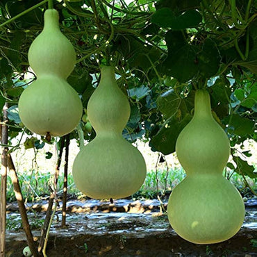 Giant Bottle Gourd (Lagenaria siceraria) Vegetable Seeds – Heirloom, Non-GMO, Large Fruit, Annual