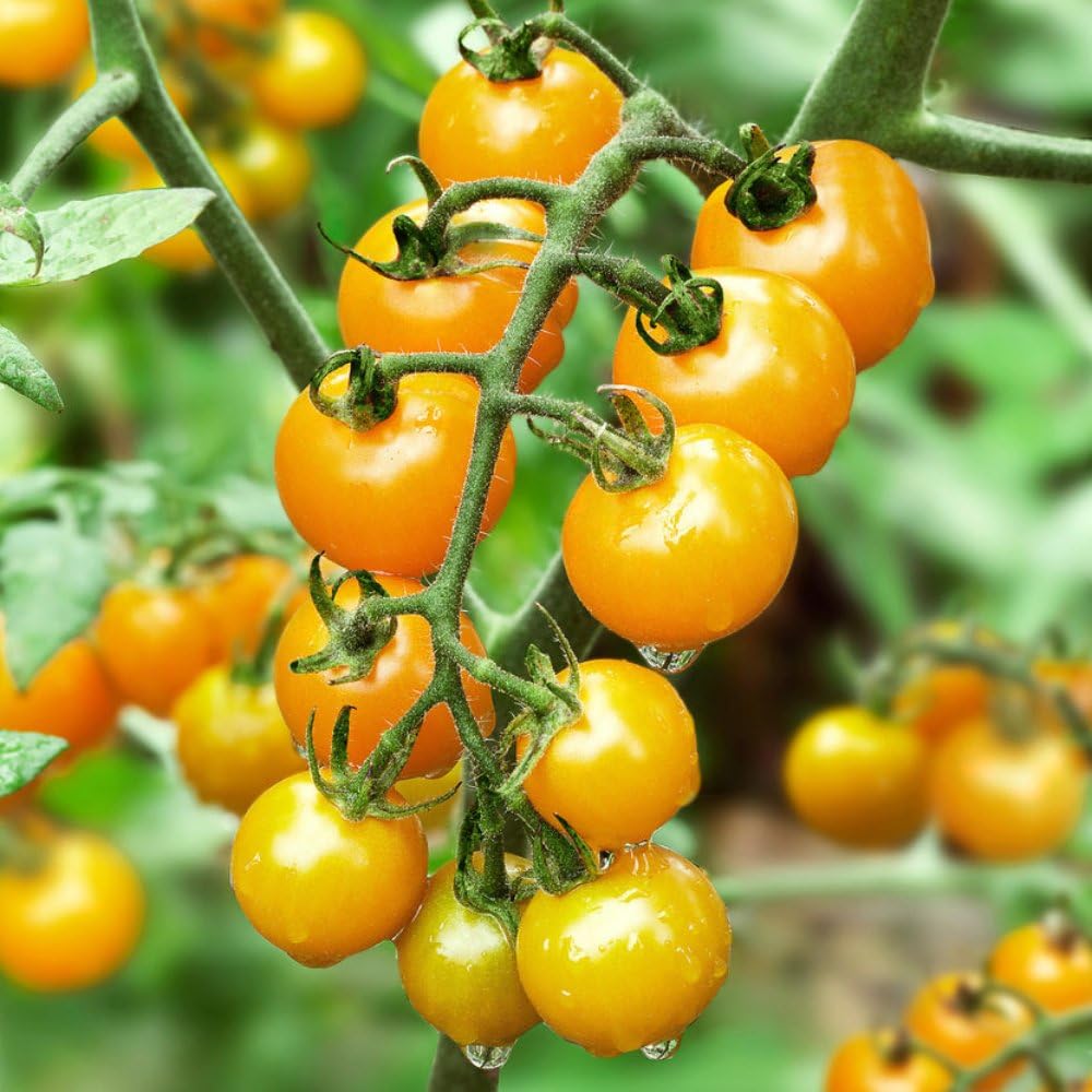Gelbe Kirschtomaten-Gemüsesamen