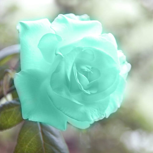 Mint Green Rose Flower Seeds